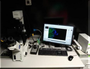 Microscopio invertido Olympus IX81